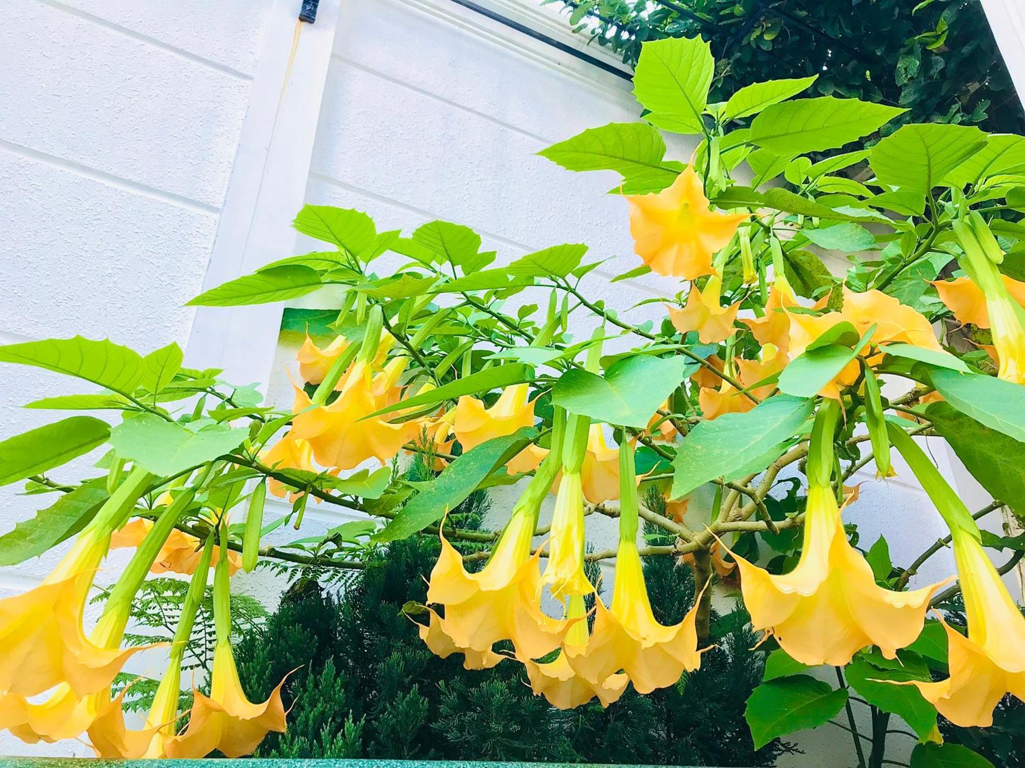 Hotel Hoa NáNg バオロク エクステリア 写真